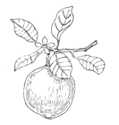 citron