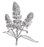 menthe