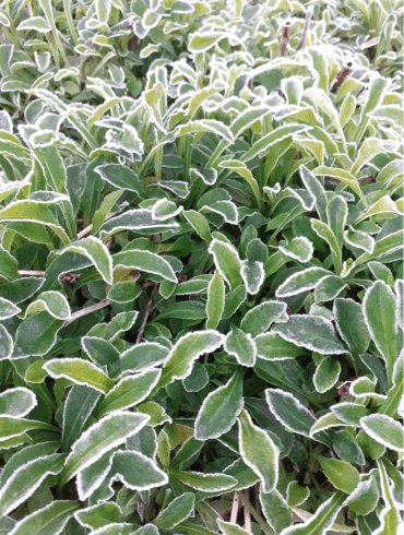 plantes