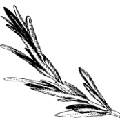 romarin