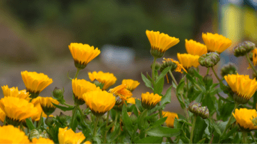 le calendula
